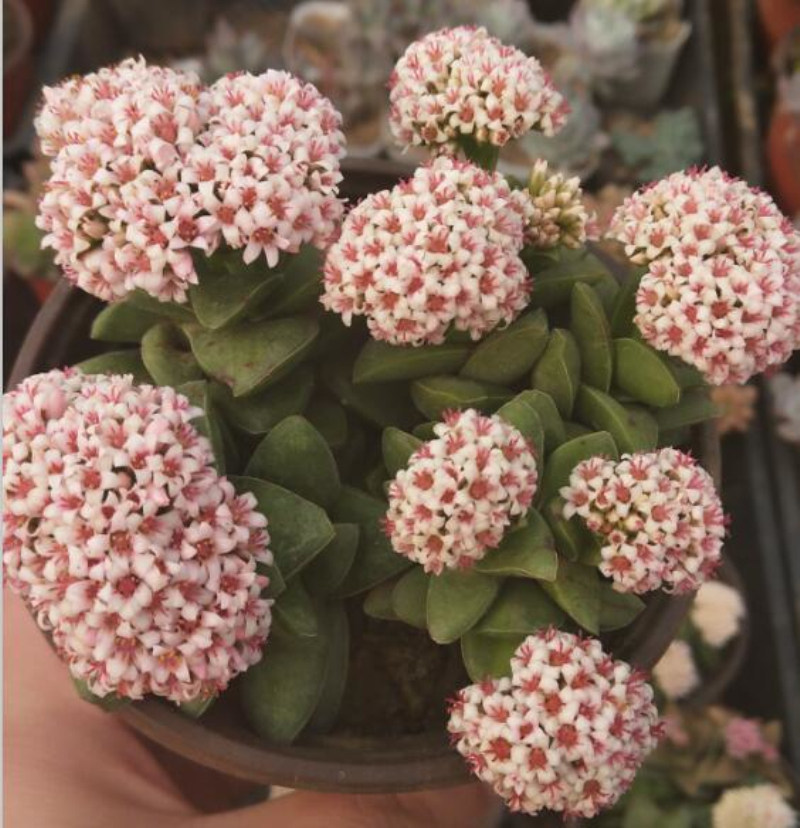 多肉植物神童又叫新娘手捧花卉绿植小盆盆栽多肉植物