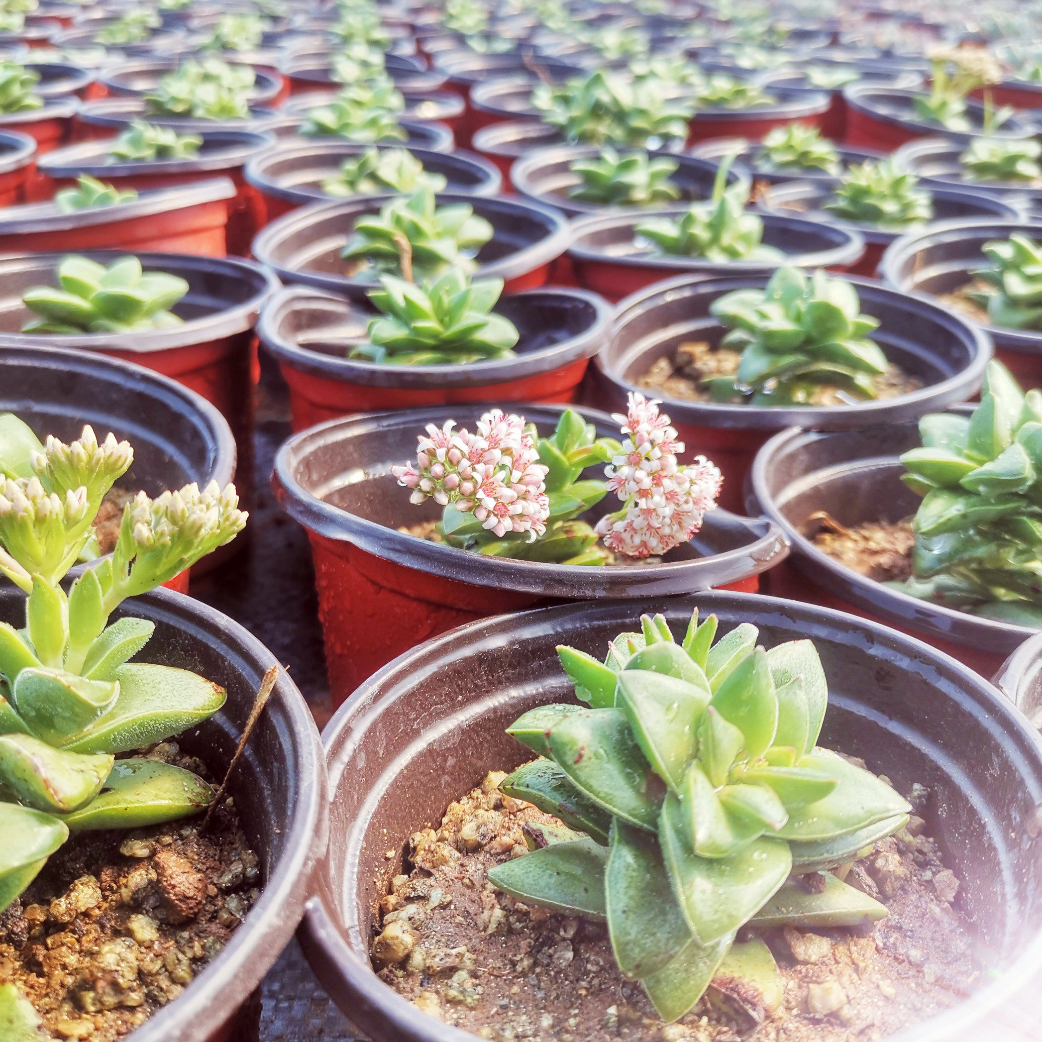 多肉植物神童又叫新娘手捧花卉绿植小盆盆栽多肉植物