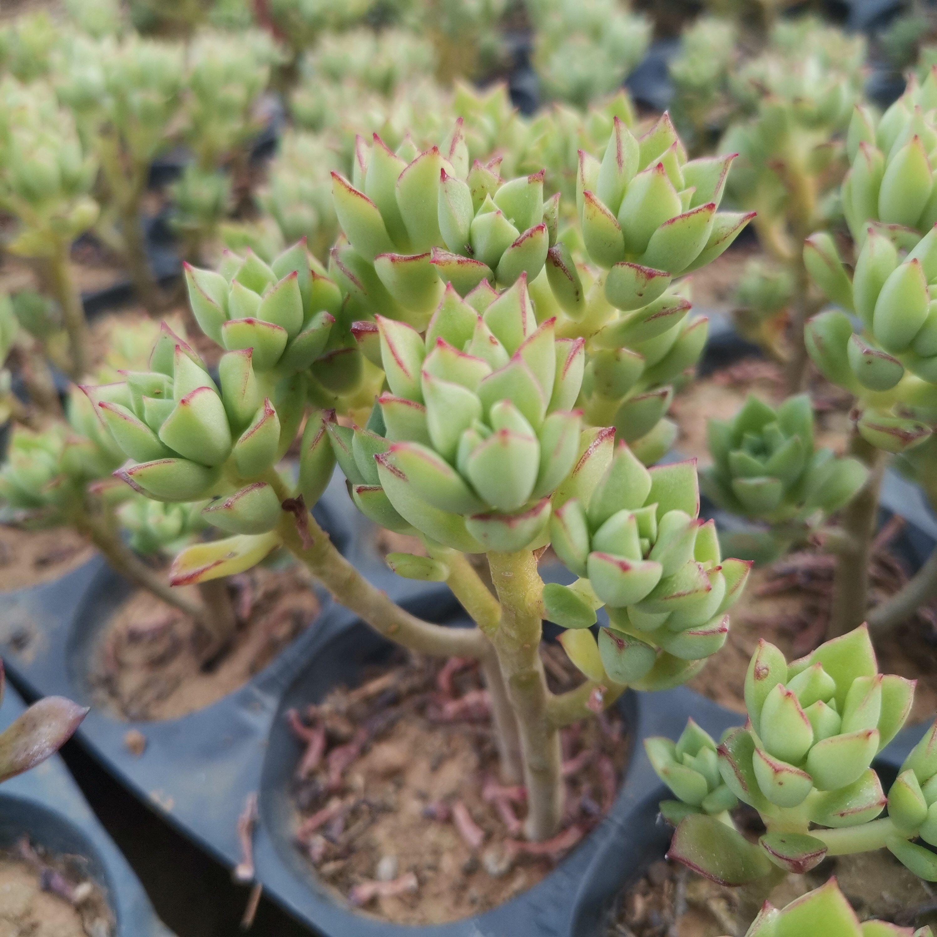 酥皮鸭多植物老桩盆栽绿植花卉盆花组合多肉多肉植物