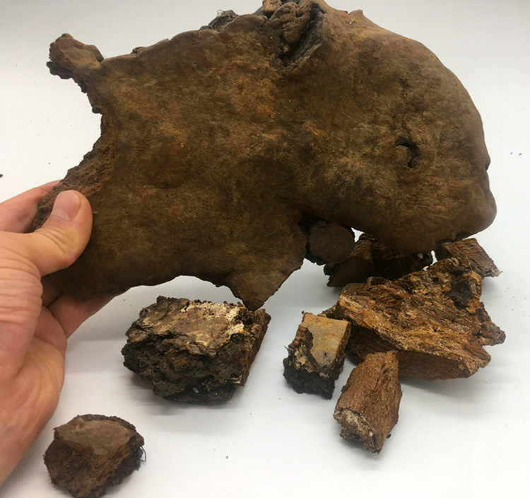 斑褐野生斑褐孔250g包邮灵芝长白山东北整枝灵芝