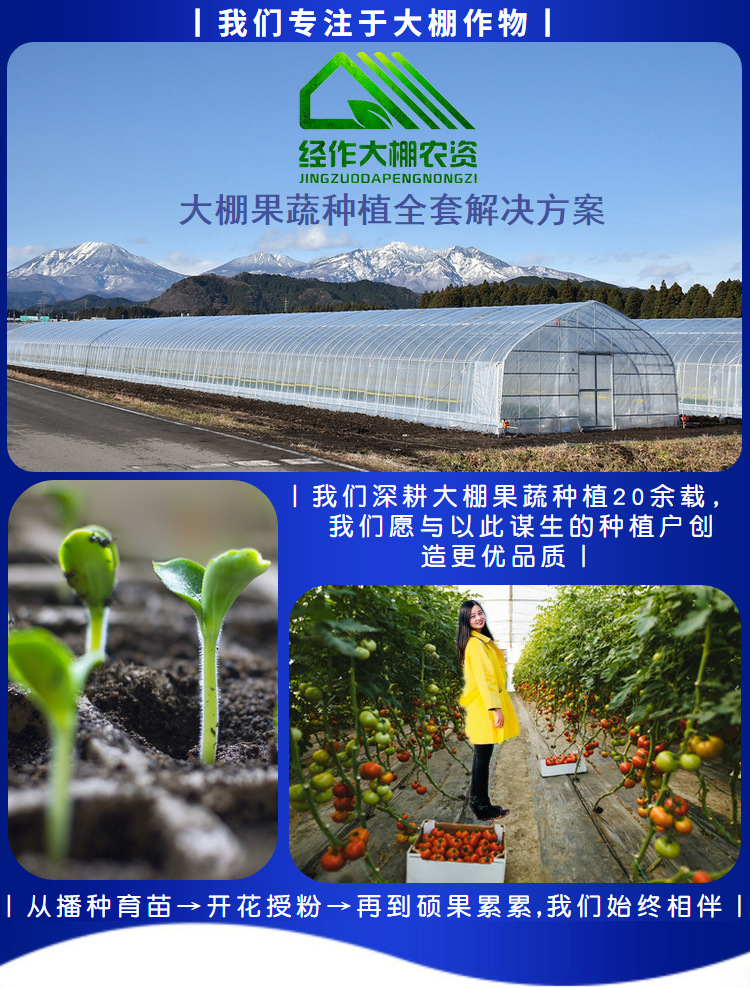 金拜克干将猛将真菌细菌病毒蔬菜葱姜瘟病全能叶面肥