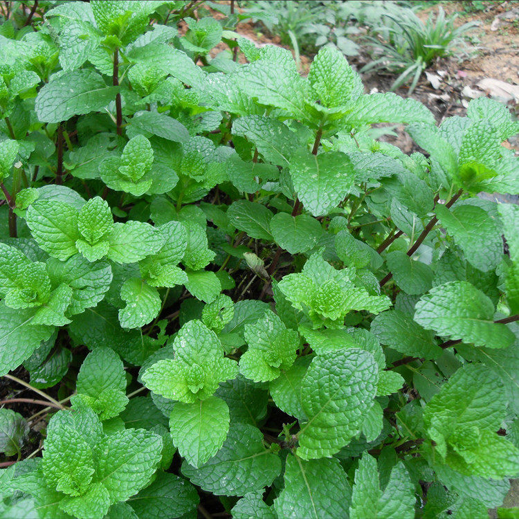 薄荷种子绿香薄荷种四季种易活可可驱蚊盆栽家庭种植食用薄荷