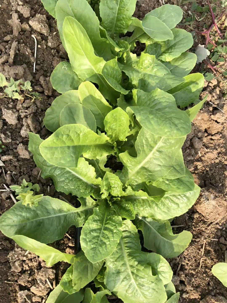 揭研极美美圆叶乌香菜种子圆叶油麦菜蔬蔬菜蔬菜种子