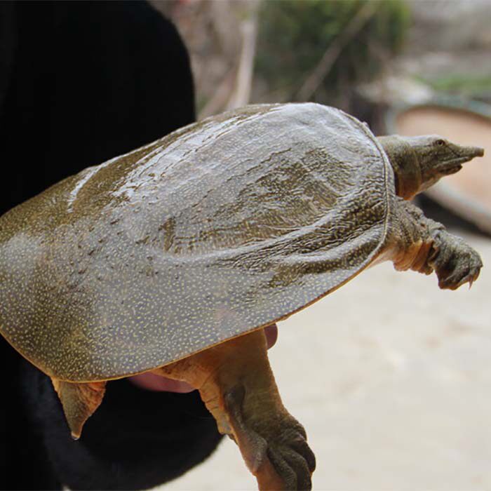 甲鱼王八活体鲜活食用用水滋补团鱼老鳖甲鱼