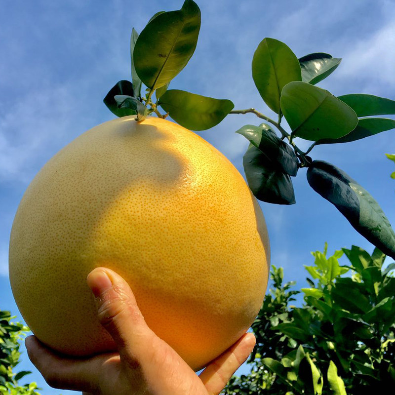 正宗梅州沙田柚梅县柚子纯甜金柚客家特产水果柚子