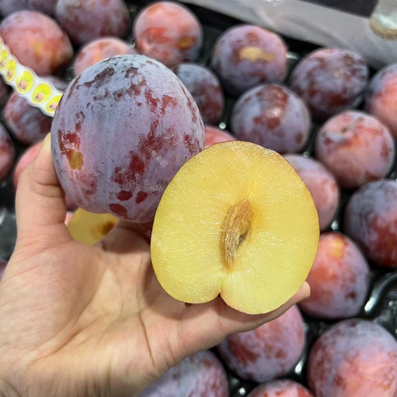 智利进口鸵鸟鸟蛋2斤爽脆黄肉恐龙蛋布林李子李子