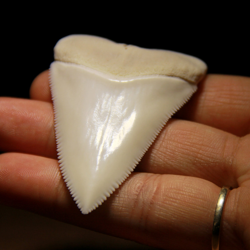 鲨鱼牙项链辟邪真鲨鱼牙齿化石吊坠男女个性情侣饰品创意生日礼物