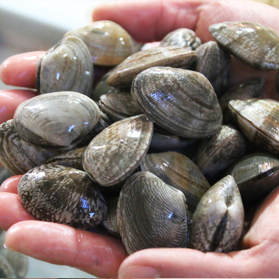 半格绿 鲜活 个大肥满 超美味小炒鲜贝 贝壳 花蛤 几乎无沙