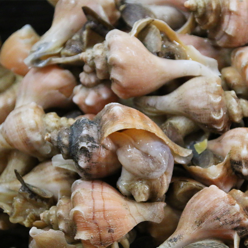鲜活水产 贝类 生猛鲜活海鲜 小海螺 正宗大连红螺 钢螺 500g - 价格