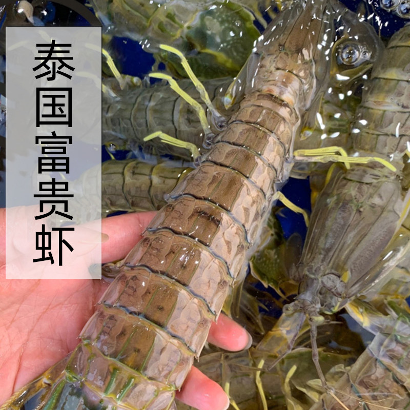 泰国进口鲜活富贵一斤超大皮皮虾海鲜水产虾菇活虾