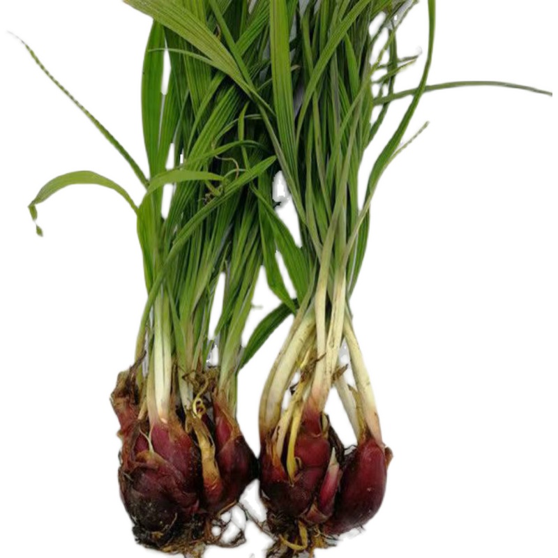 小红广西红葱头中草药血葱葱珠蒜红根水仙其它