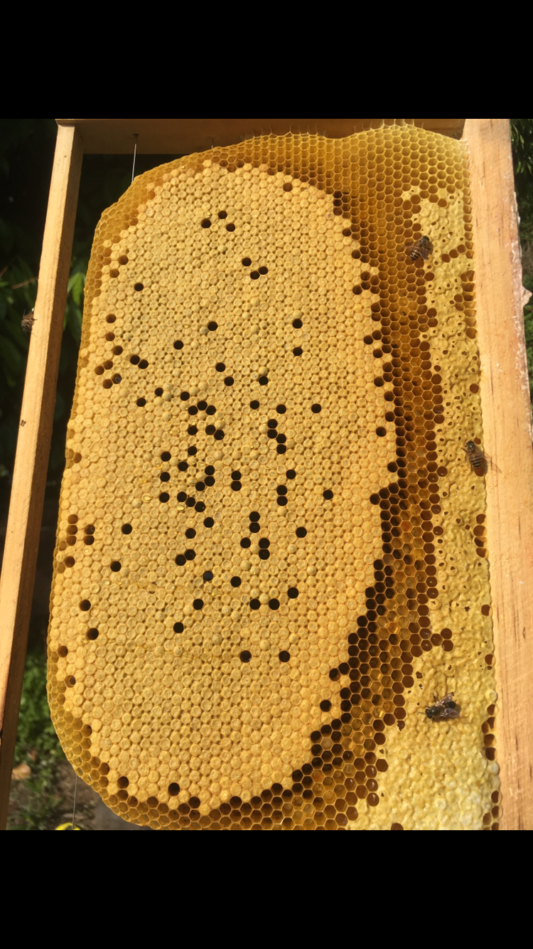 中蜂蜂王双色王阿坝王新开产蜂王高产蜂王