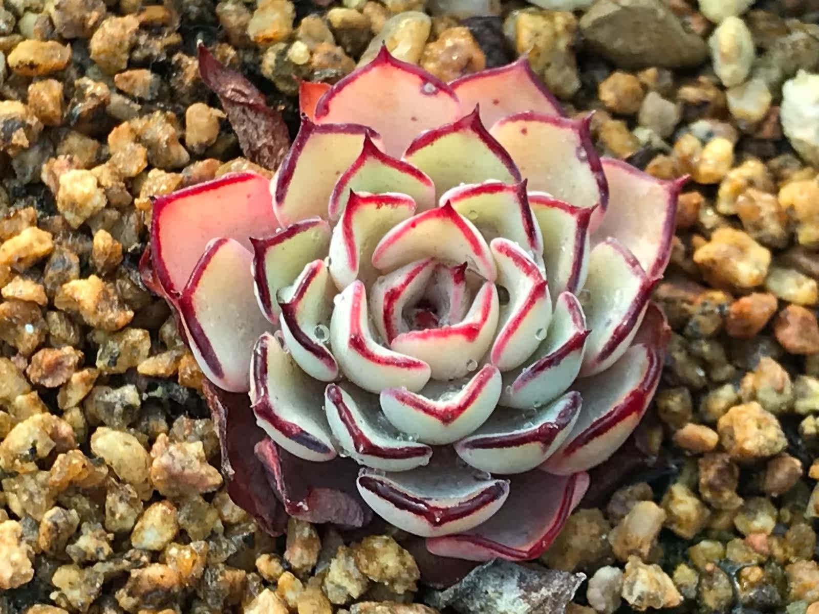 no9诺娃小圆圆球杂交群生老桩多肉植物一物多肉植物