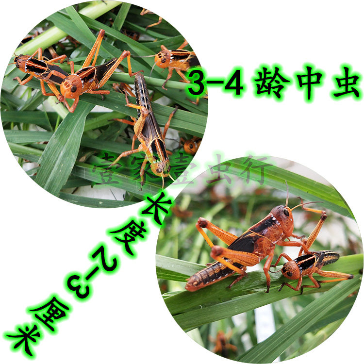 蝗虫活体飞蝗蚱蜢蚂蚱高蛋白鲜草养殖美食食钓爬虫