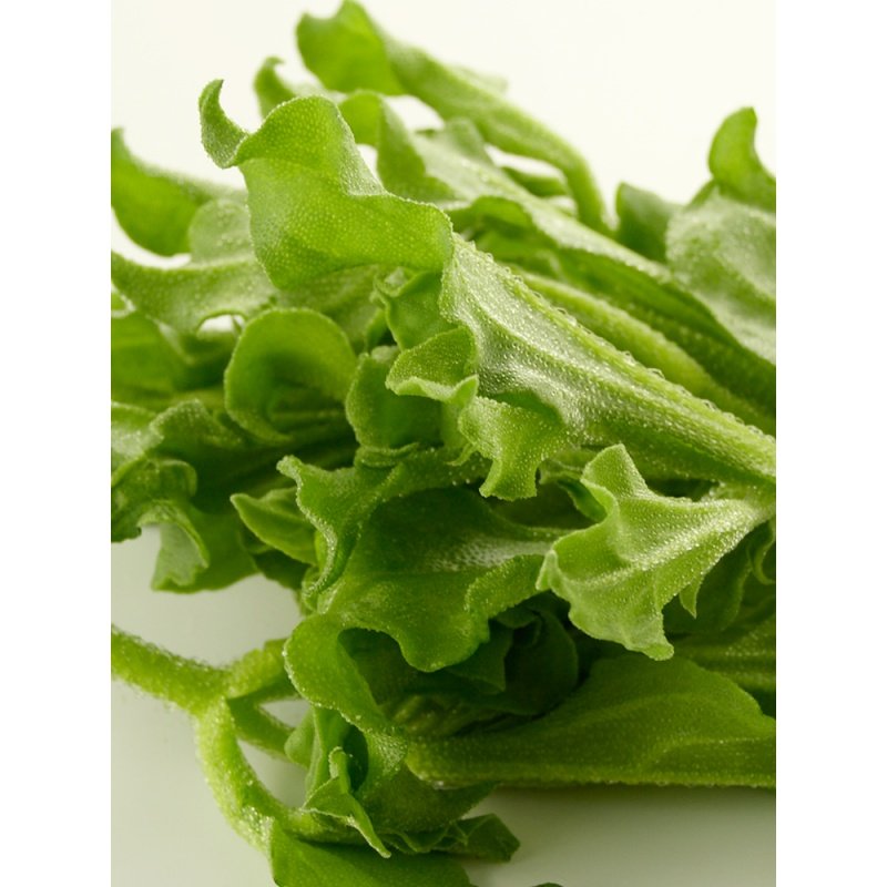 冰草新鲜冰菜沙拉蔬菜农场直供特色食材顺丰其它