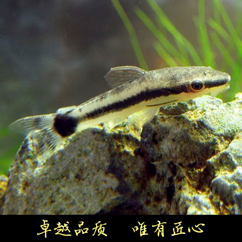 红眼黄金胡子蓝眼皇冠直升机清道夫热带观赏工具鱼