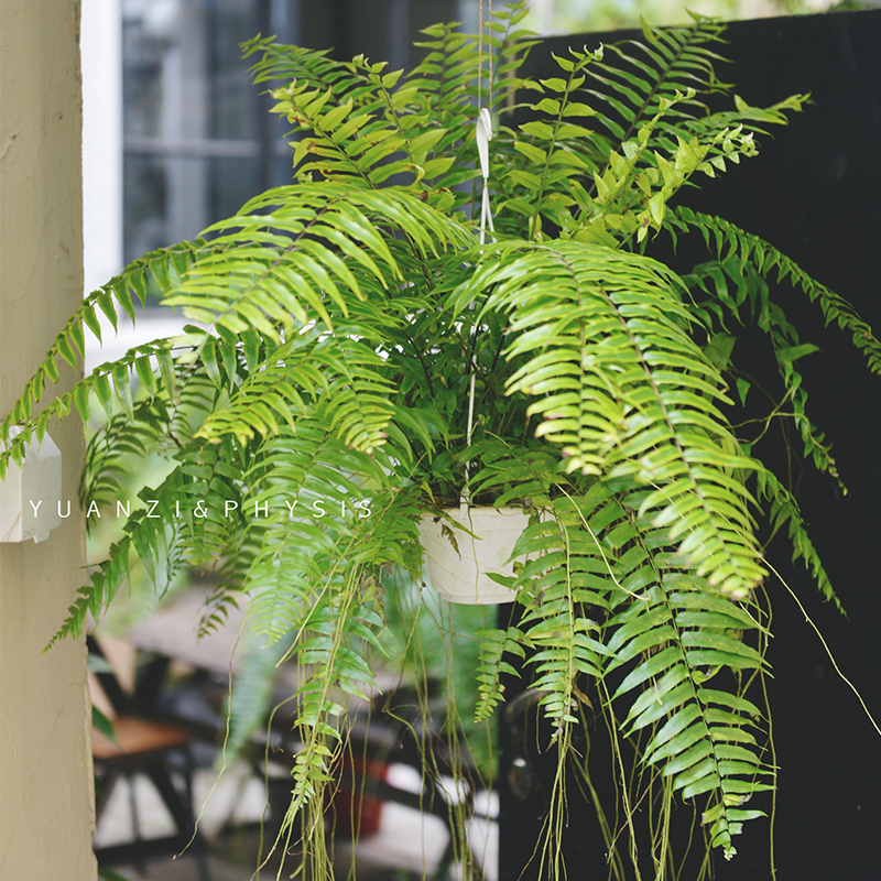 physis长叶肾蕨威武大型蕨类垂挂北欧欧风泰国绿植