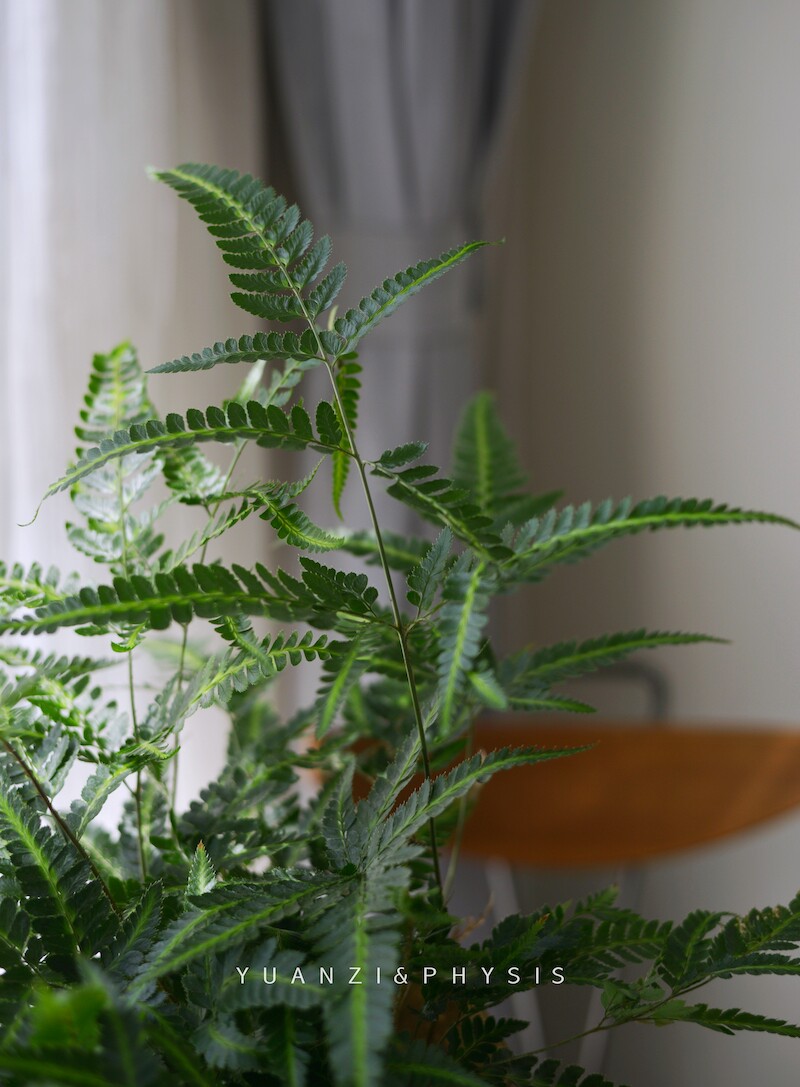physis印度冬青复叶耳蕨四季常绿耐寒耐热室内绿植