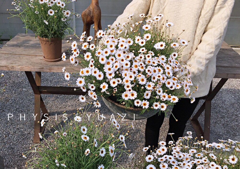 physis玛格丽特小雏菊室内外好养盆栽花卉爆盆ins喜阳花卉