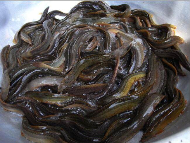 鳝鱼一扫光泥鳅虾鱼螃蟹王八虾鳝搭档10包20元活饵