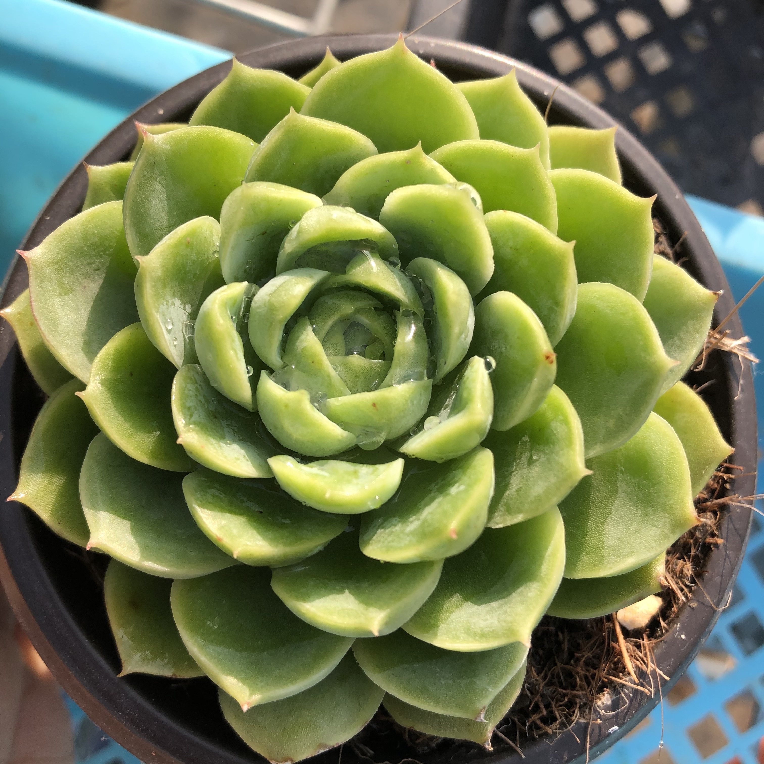 多肉酸橙辣椒9cm植物常春藤园艺大棚直销办公室多肉植物