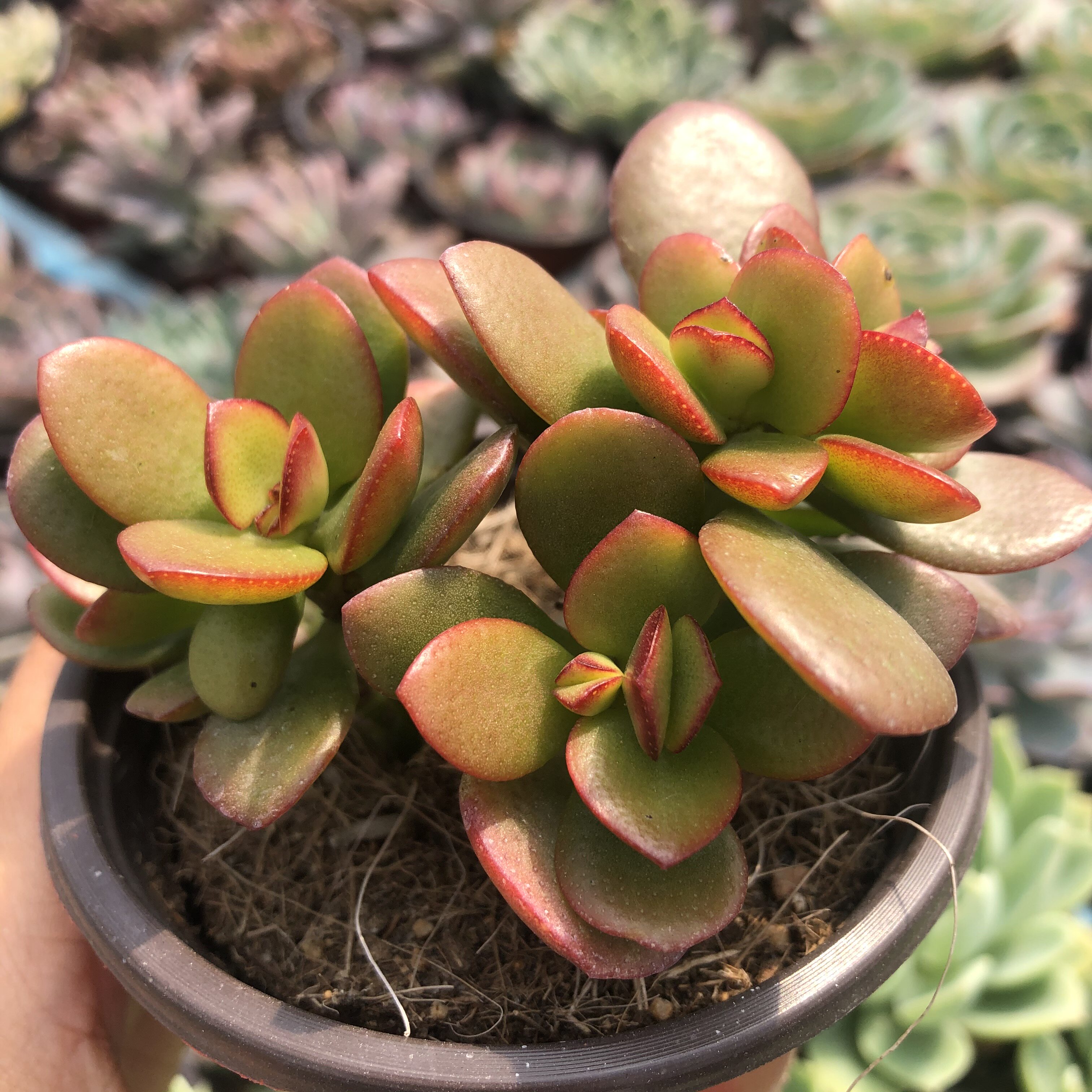 常春藤园艺姬红花月多头群生小老桩多肉植物办公室多肉植物