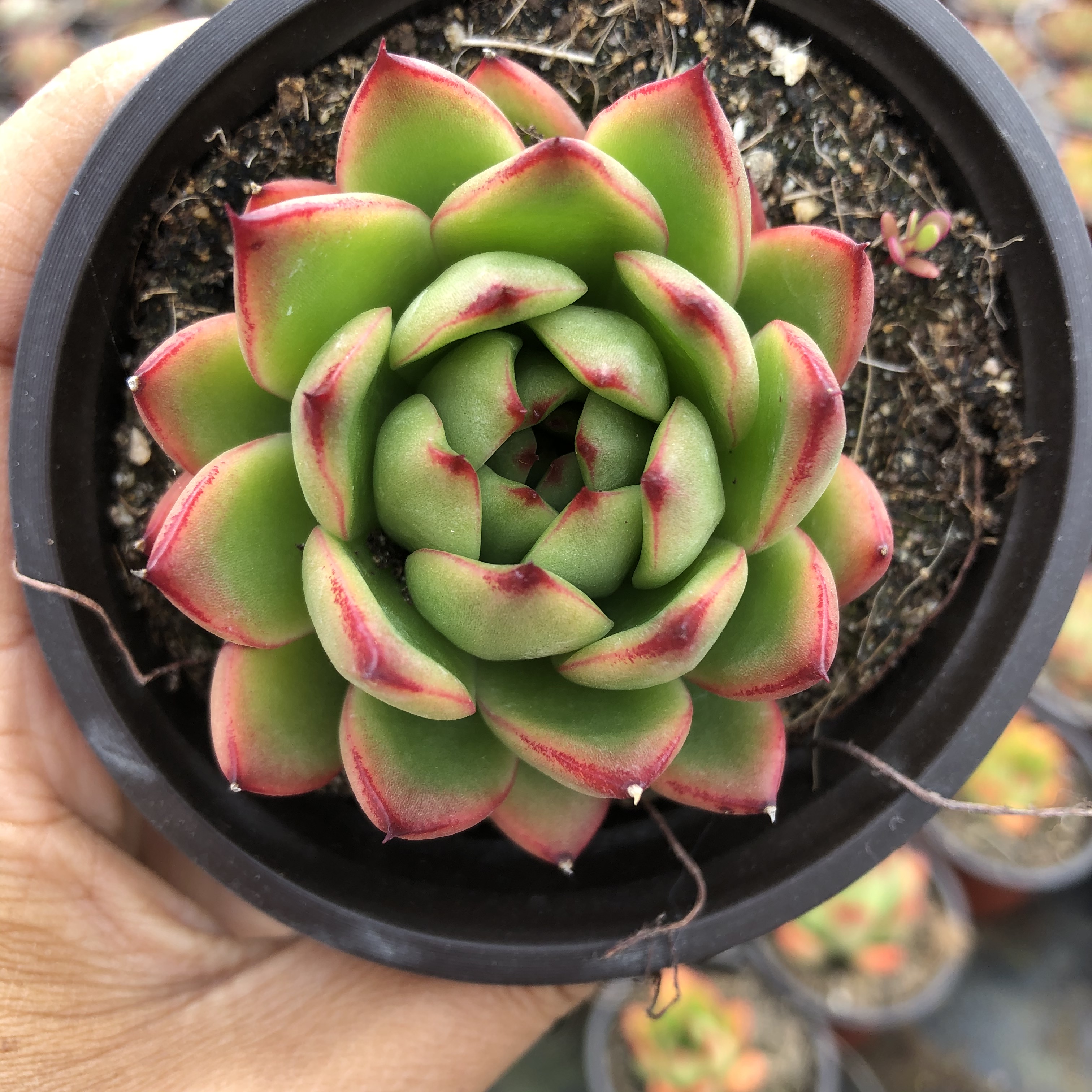 圣诞东云多肉植物带盆发货办公室庭院绿植盆栽多肉植物