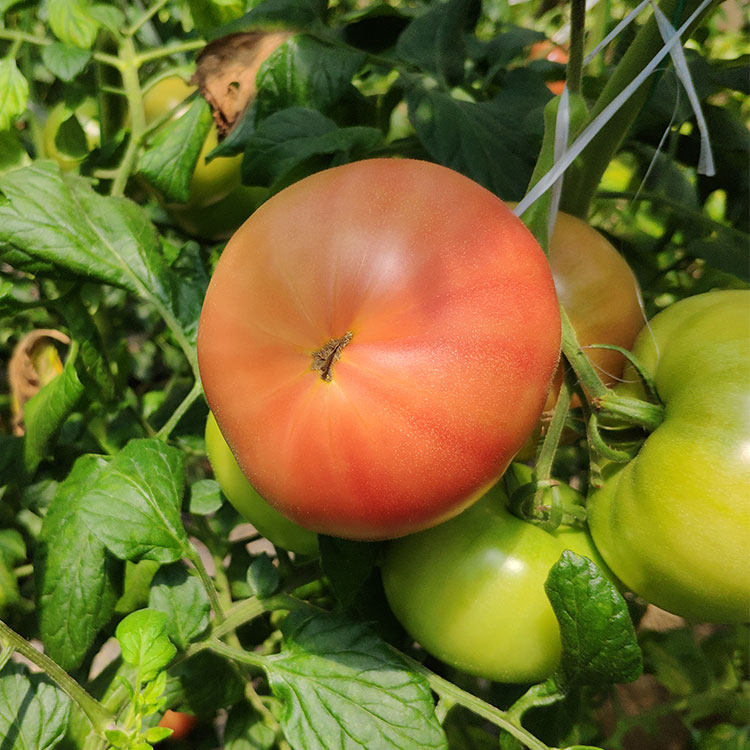 番茄河田季海阳黄筋柿酸甜蜂新鲜西红柿有机种植自然熟孕妇农特产好吃