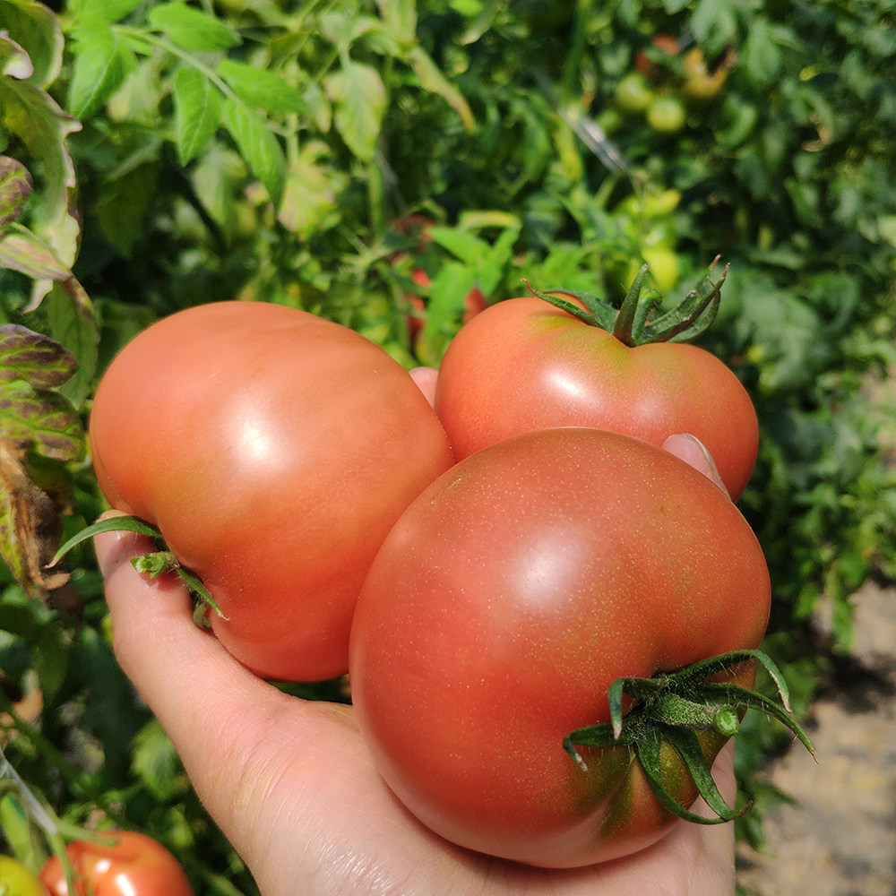 味道浓郁老味道西红柿农家自然熟酸甜有籽沙瓤有机老品种5斤