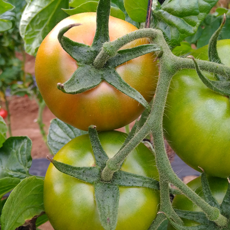 秋季新茬黄筋柿子新鲜西红柿酸甜蜂柿有机自然熟海阳特产番茄5斤
