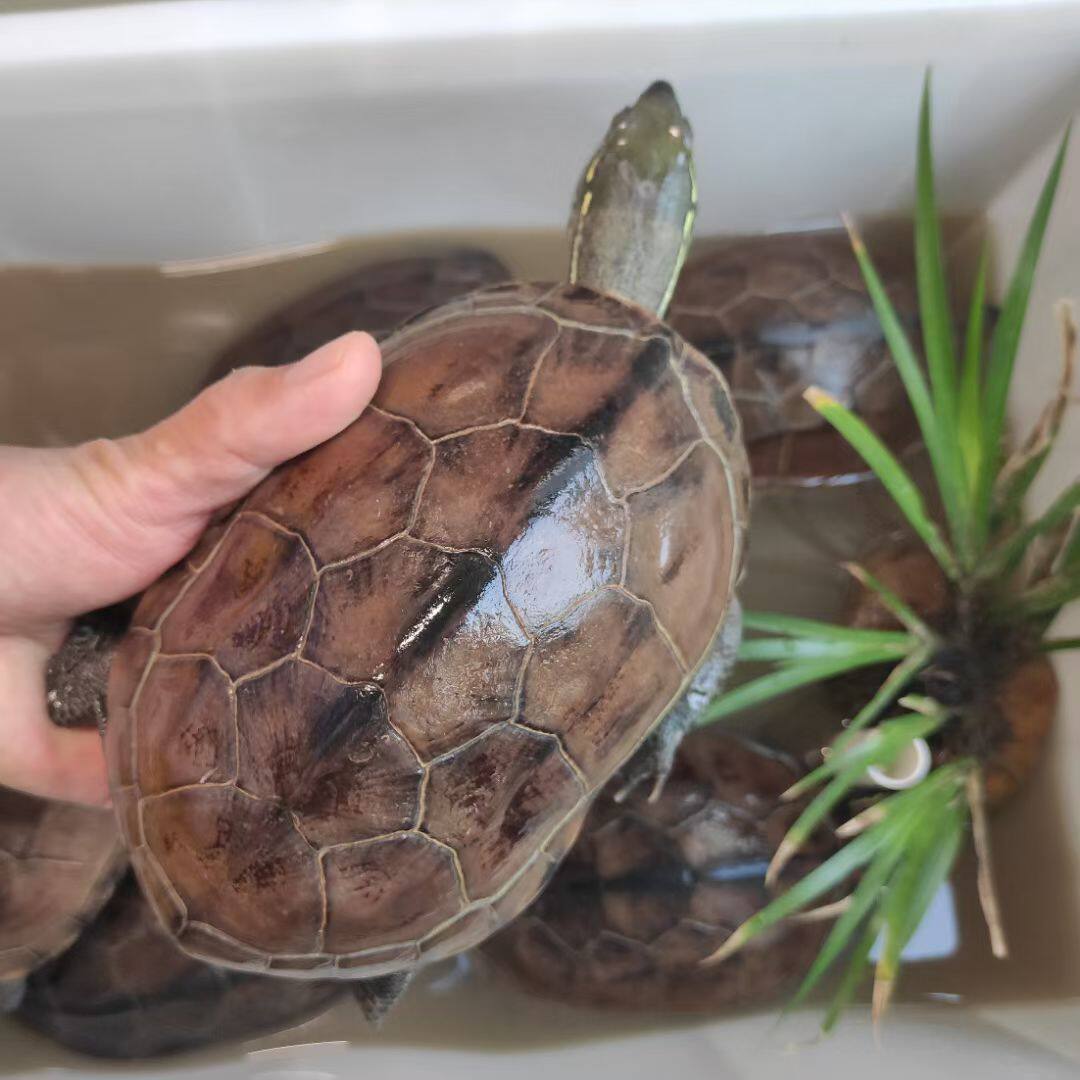 金线中华草龟外塘成年本土大个乌龟活物下蛋龟