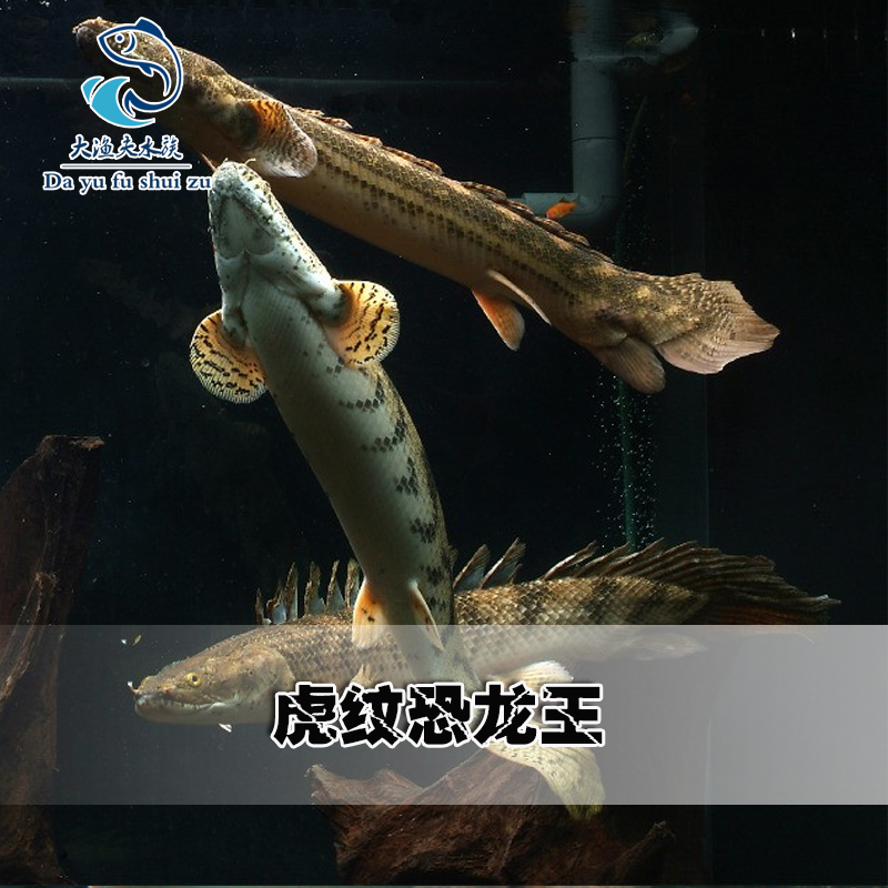 大花恐龙王虎纹恐龙红眼斑节混养银龙黑红眼大型热带观赏鱼活体