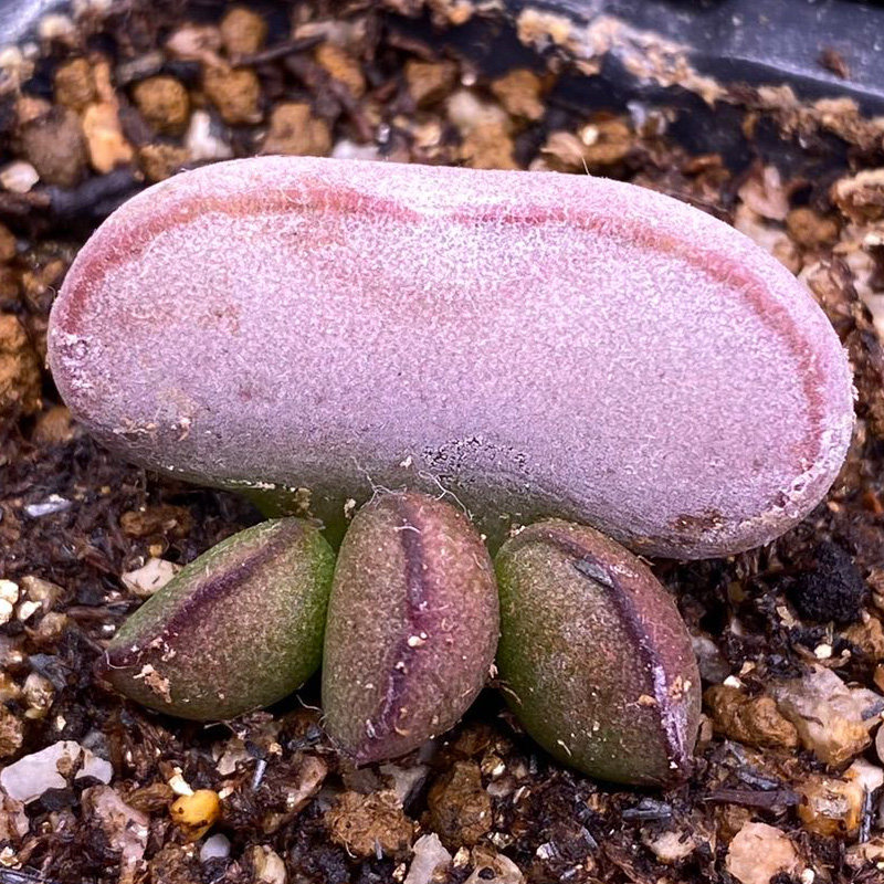 红蛋水泡多肉一物一拍植物白肌多肉植物