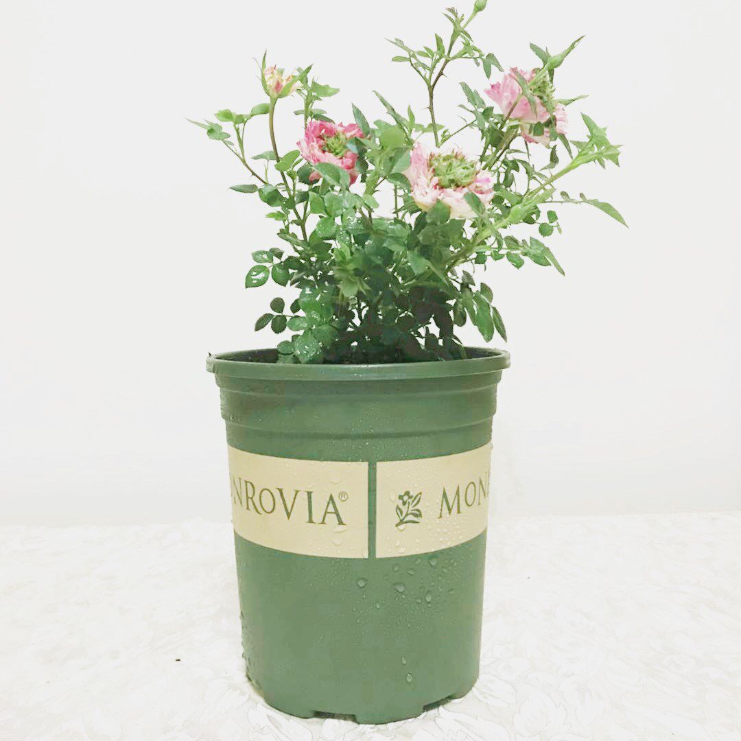 正品幸福之门月季护身符新品多季欧月微月盆栽时令草本花卉