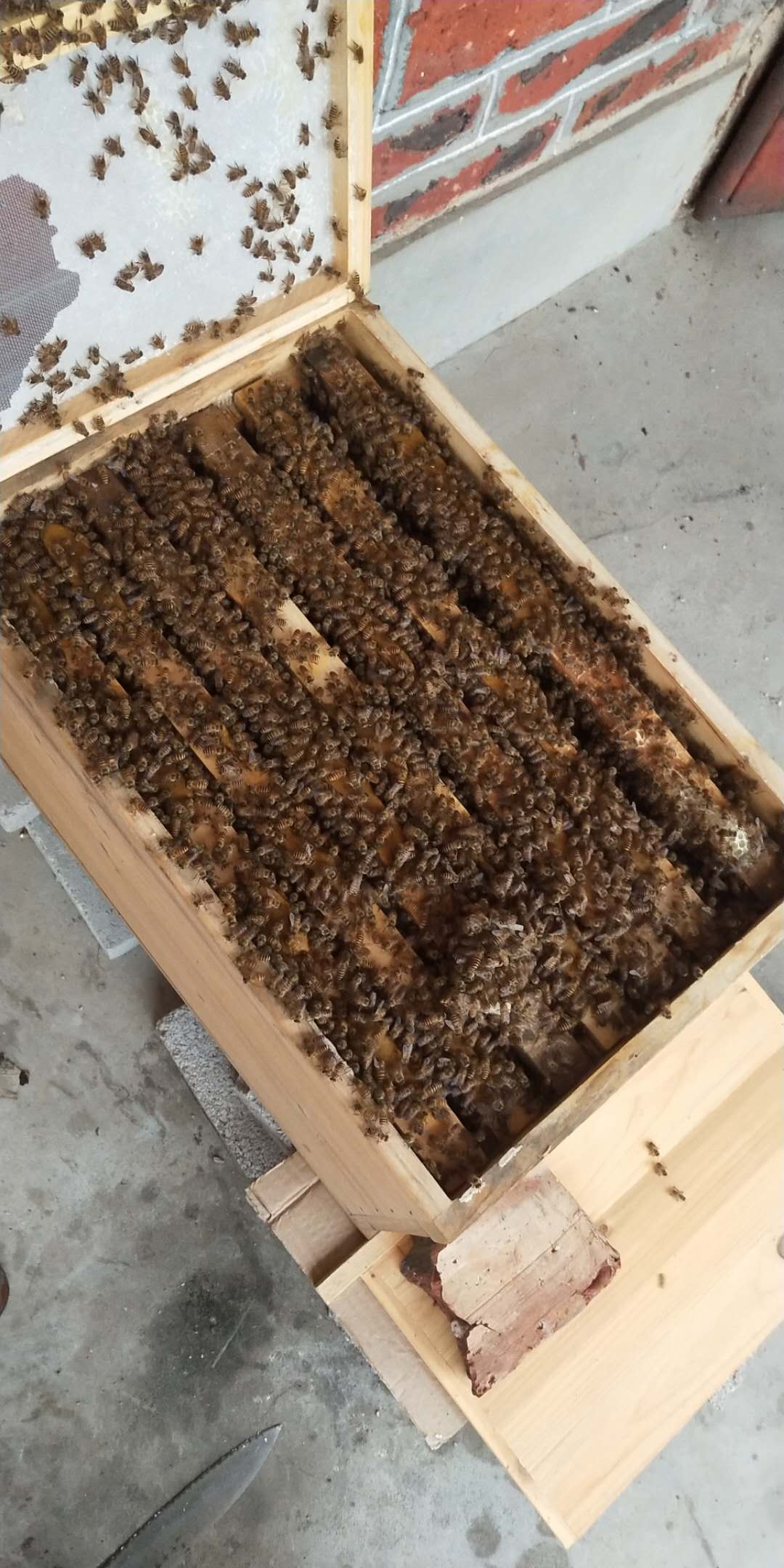 优良种阿坝仓黑双色开产交尾王蜜蜂王土蜂王中蜂蜂王种王高产蜂王