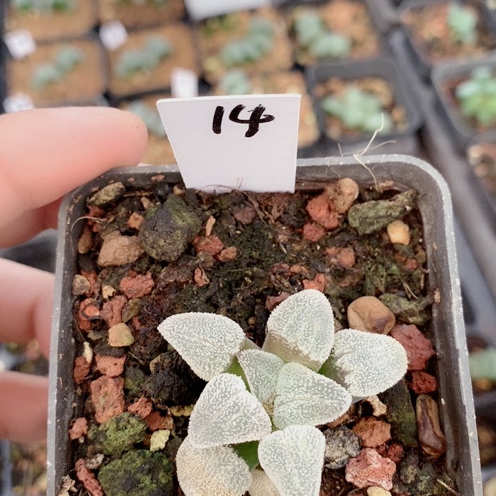 七彩多肉植物十二卷锦14号粉雪磨面多肉植物