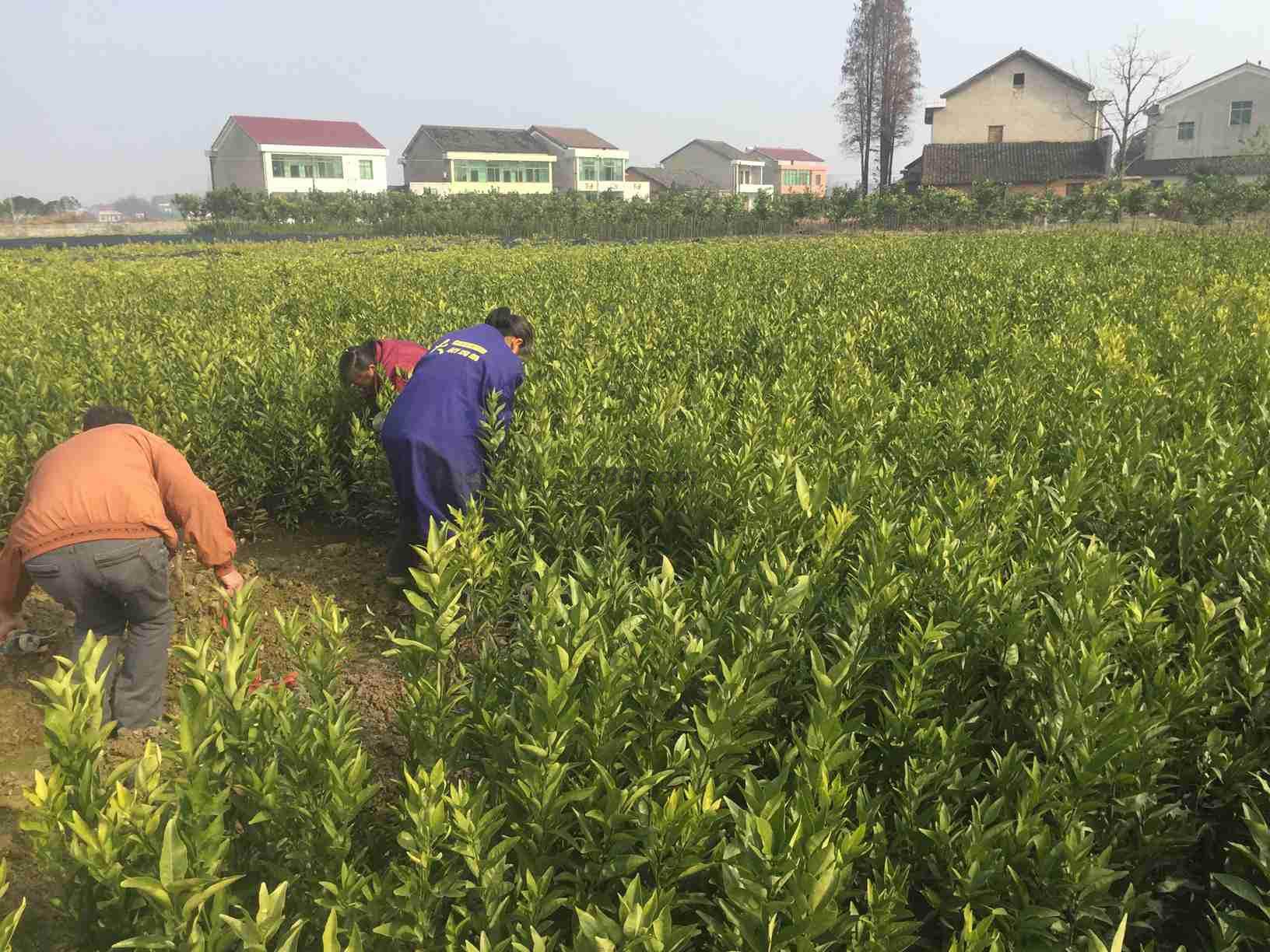 益阳市鹏翔苗木花卉种植场