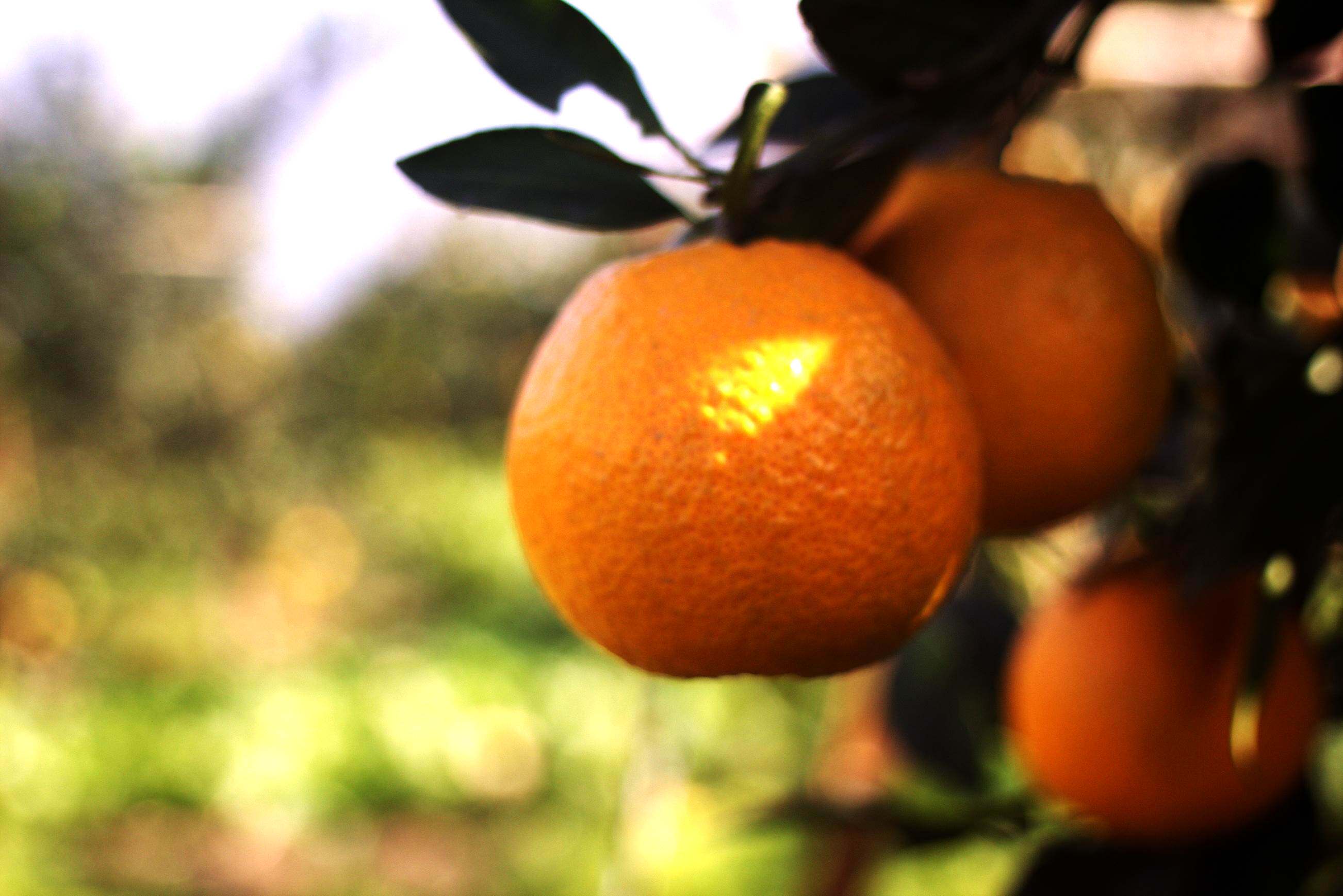 酸甜汉源黄果柑四川石棉青果新鲜现摘9斤橘子手机保护套