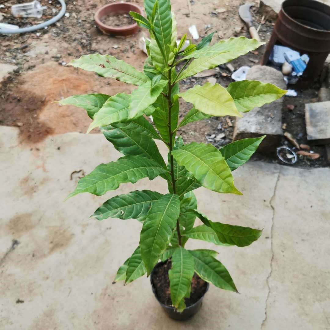 黄晶果苗果树雅美树苗嫁接苗大果冬蜜久蜜黄果树