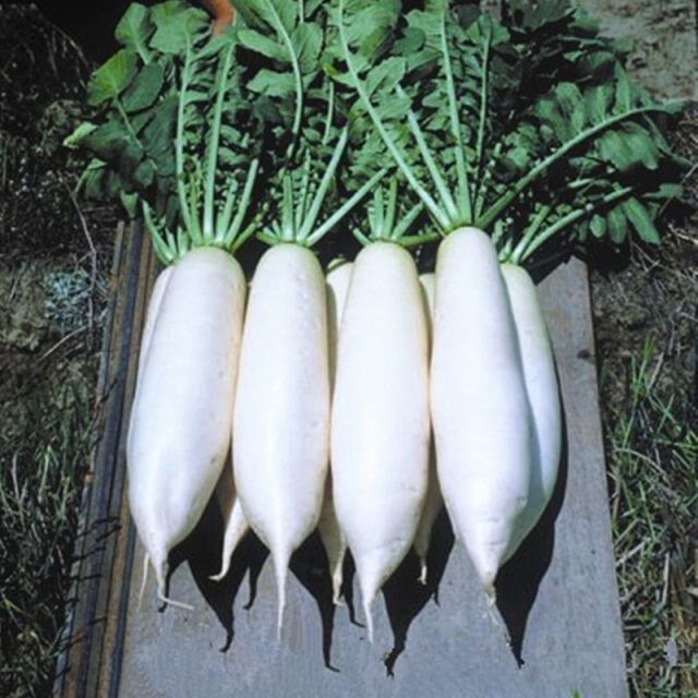 种子特大萝卜四季韩国白玉大红红袍白萝卜菜地家庭园艺种子