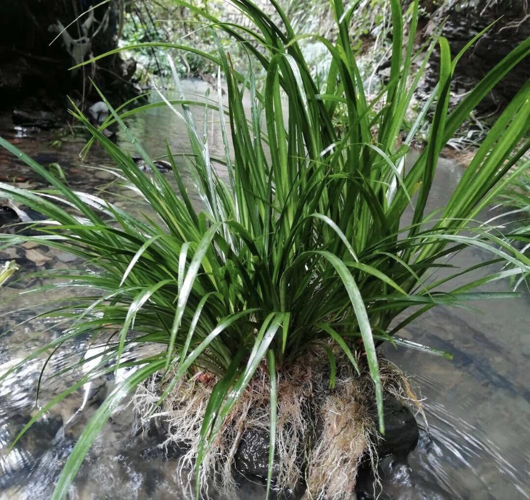 水培石菖蒲生养绿植盆栽养老草水龟挺根苗鱼缸绿植