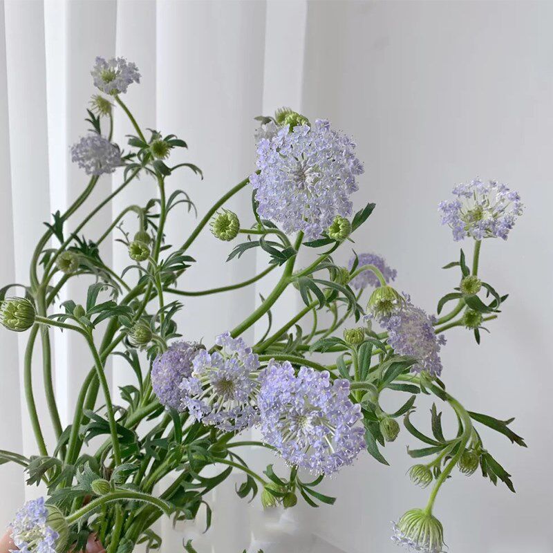 国产翠珠花鲜切花直批上海直发家用插花花期鲜花速递同城