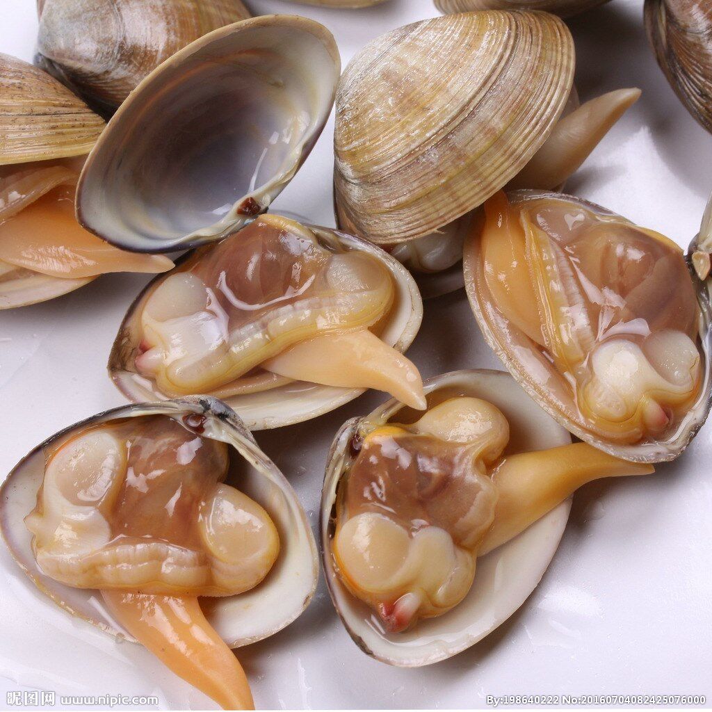 黄蚬丹东海鲜特产鲜活水产贝类贝壳无沙大号贝类制品