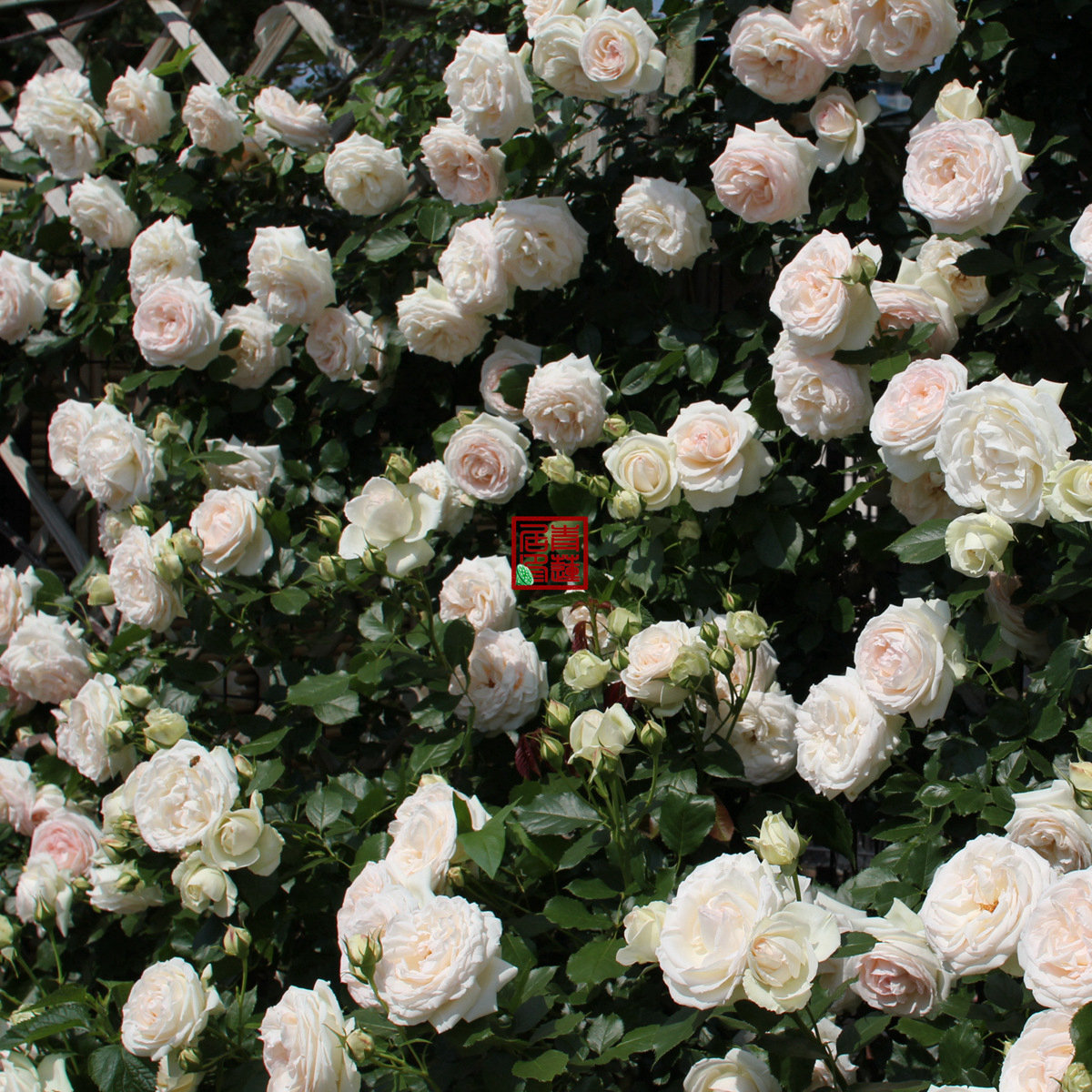 m05白色龙沙宝石青莲居玫兰月季藤本欧月花苗花卉