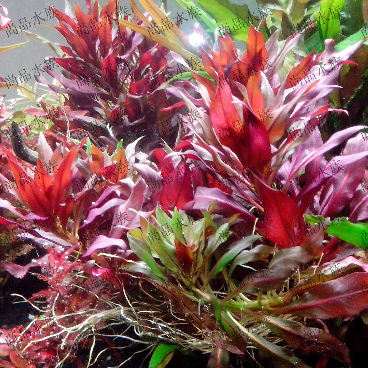 水草尚品水族大红红叶自养水中中叶鱼缸造景水草