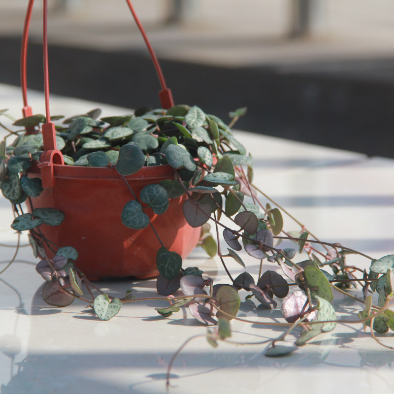 爱之蔓盆栽室内垂吊吊兰植物多年生桌面花卉藤蔓多肉植物