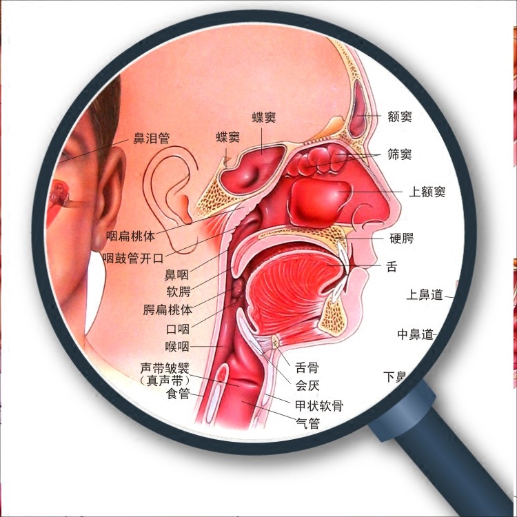 医学声带耳鼻喉口腔眼睛男女泌尿呼吸系统解剖结构现代装饰画