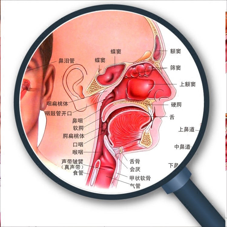 鼻和咽喉相通图图片
