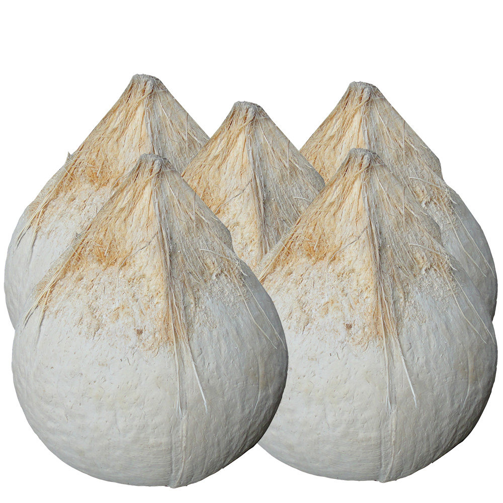 去皮海南包邮磨光椰子5个椰白椰青肉甜汁甘椰青