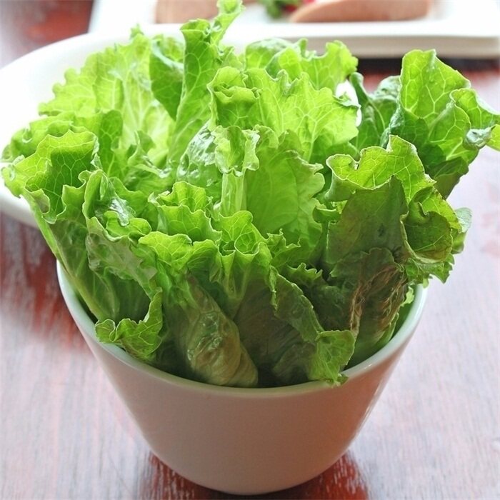 奶油沙拉生菜种子意大利紫叶结球直立红枫四季家庭园艺种子